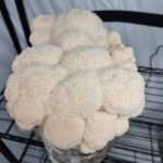 buy lion's mane mushroom​