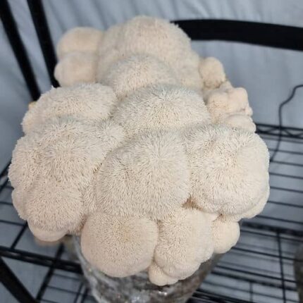 buy lion's mane mushroom​