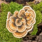 buy turkey tail
