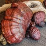 buy red reishi