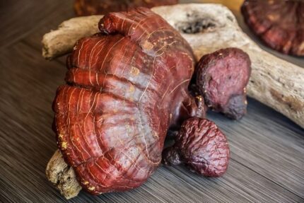 buy red reishi