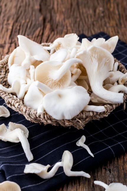 grey oyster​