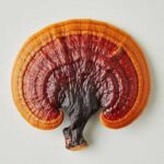 buy reishi mushroom online