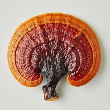 buy reishi mushroom online