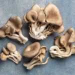 buy oyster mushrooms in england