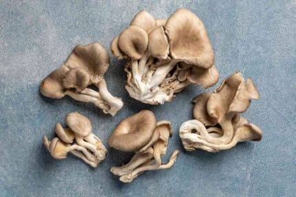 buy oyster mushrooms in england