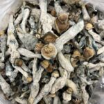 buy psilocybe mushrooms online​