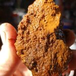 buy chaga mushroom