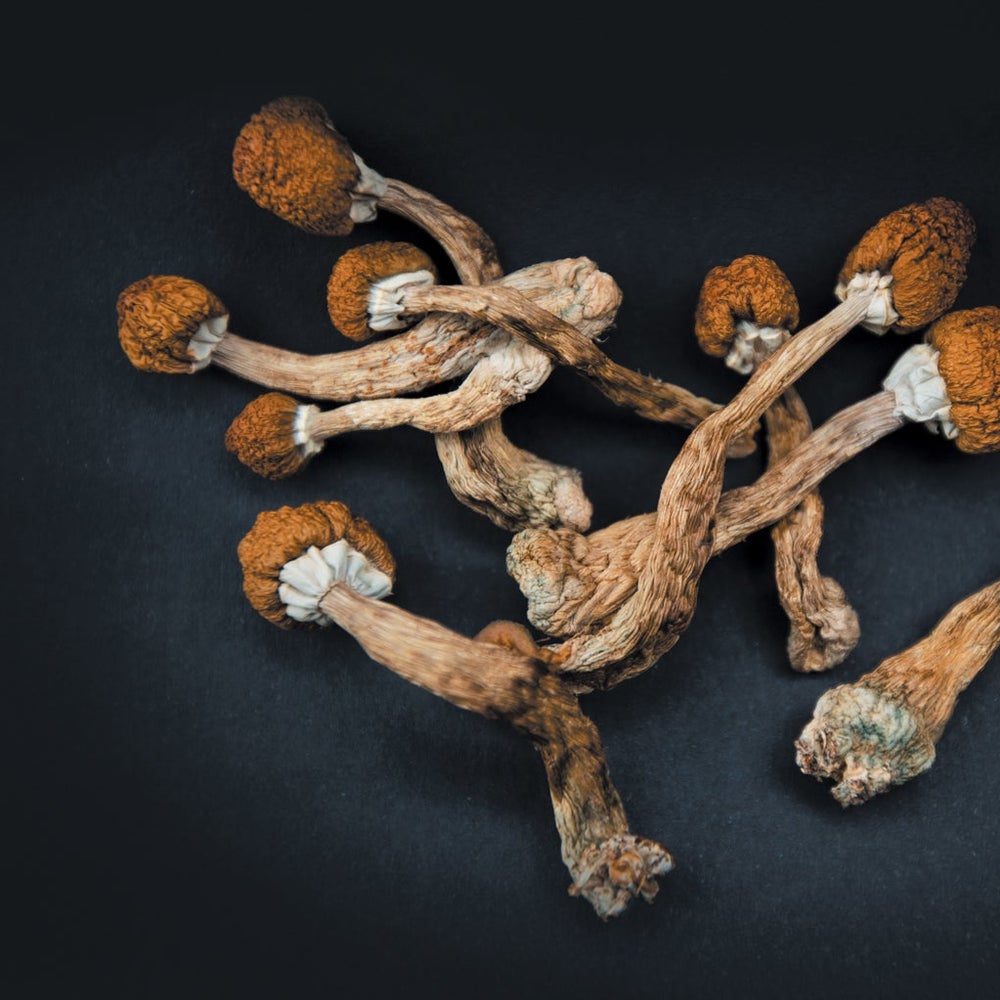 liberty caps mushroom liberty caps mushroom