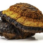 chaga mushroom
