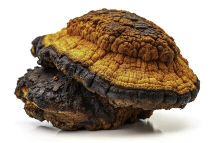 chaga mushroom