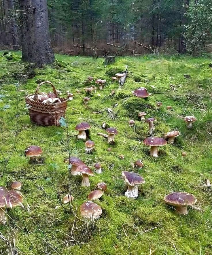 buymushroomonline