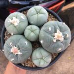 Where to buy peyote in UK
